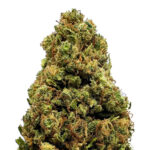 Orange Bud Premium Green House CBD Flowers