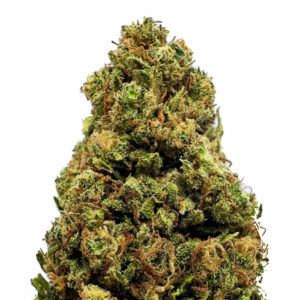 wholesale cbd flowers orange bud