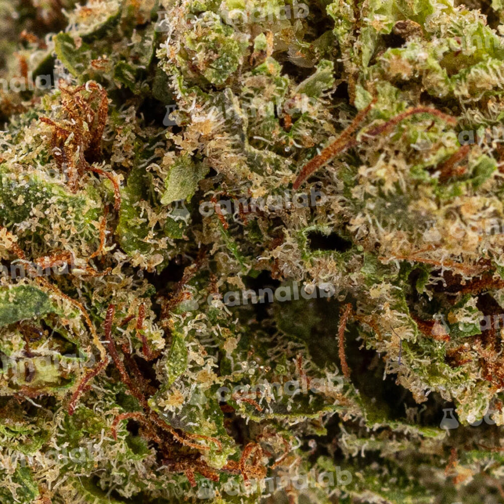 wholesale cbd flowers bubblegum 3