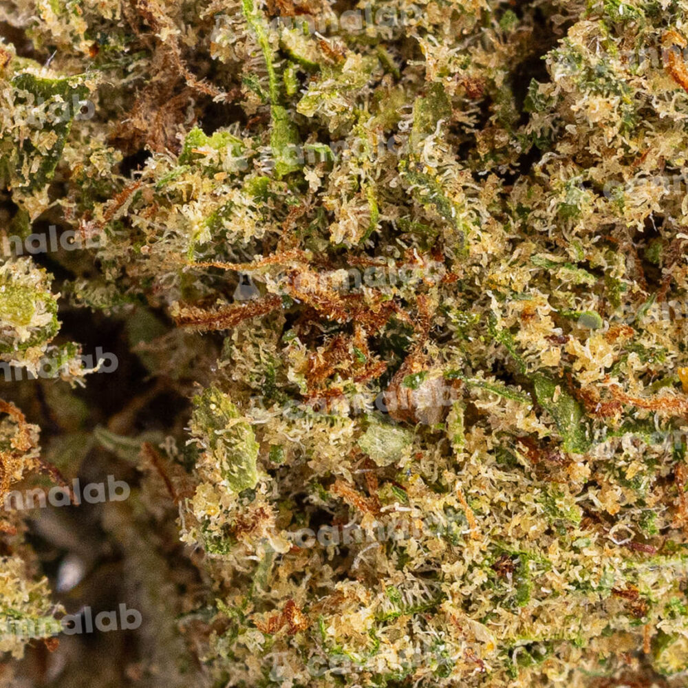 wholesale cbd flowers cheese cake 1