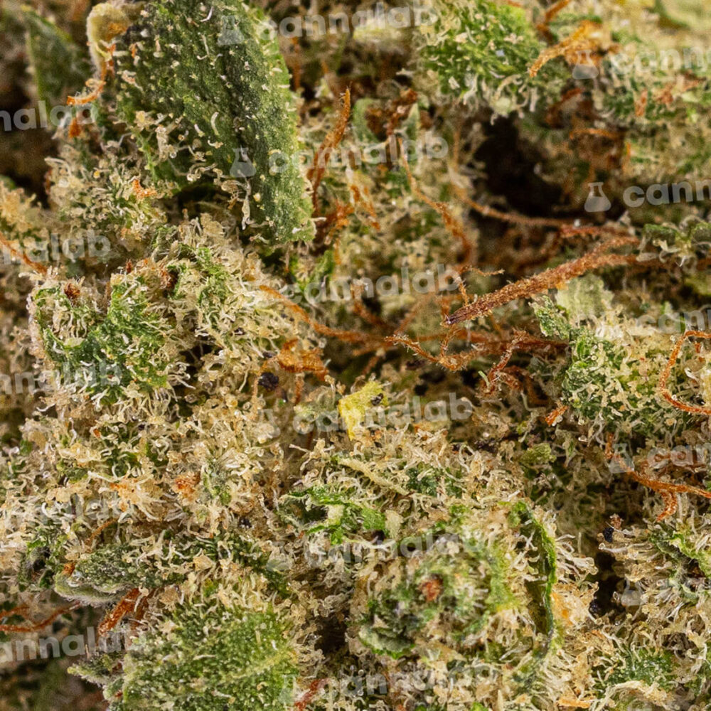 wholesale cbd flowers rainbow gelato 3