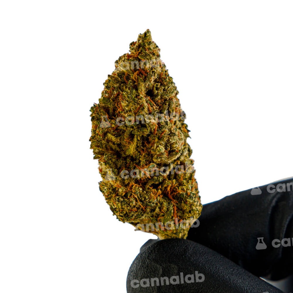 wholesale cbd flowers sunset sherbet 2