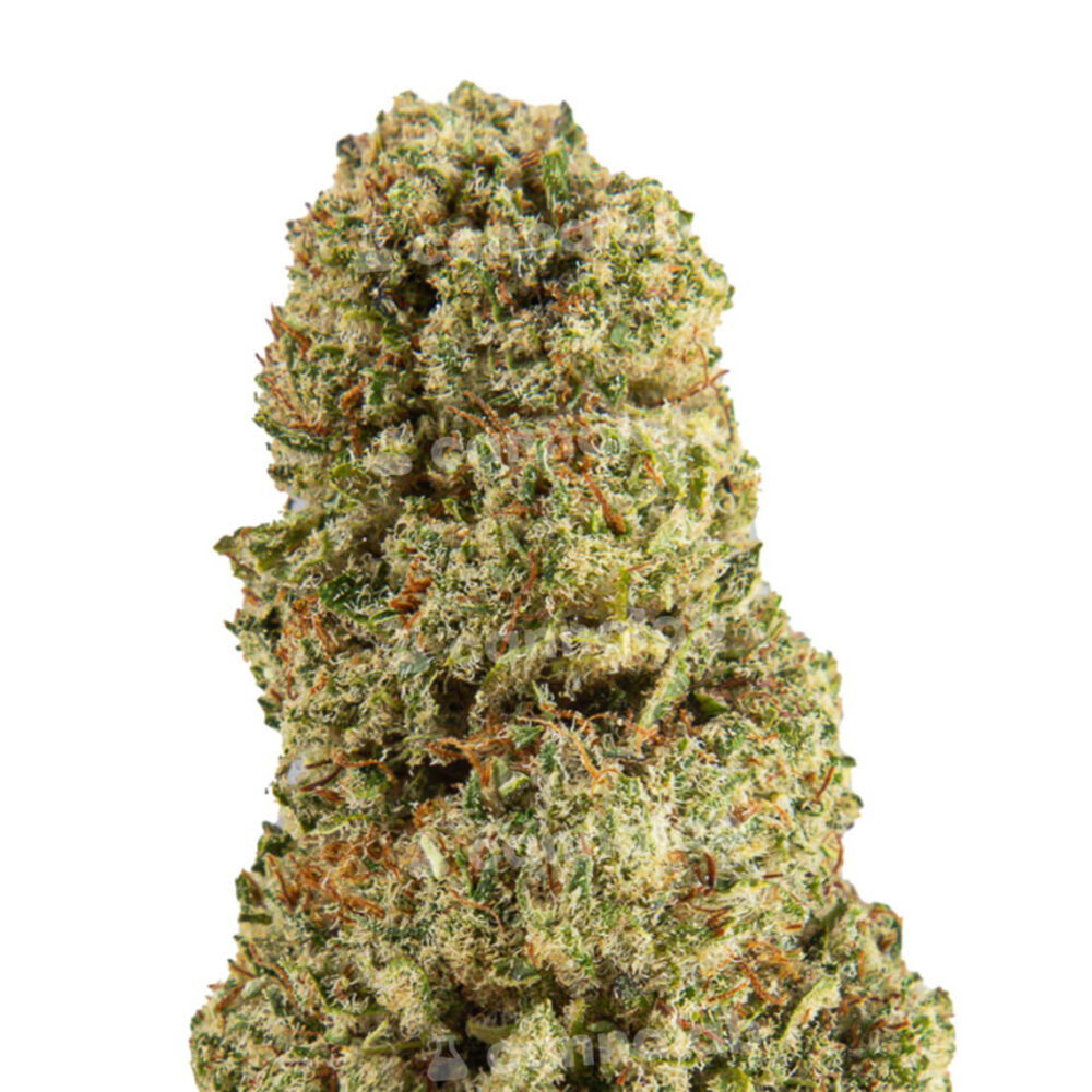 wholesale cbd flowers super silver haze 1