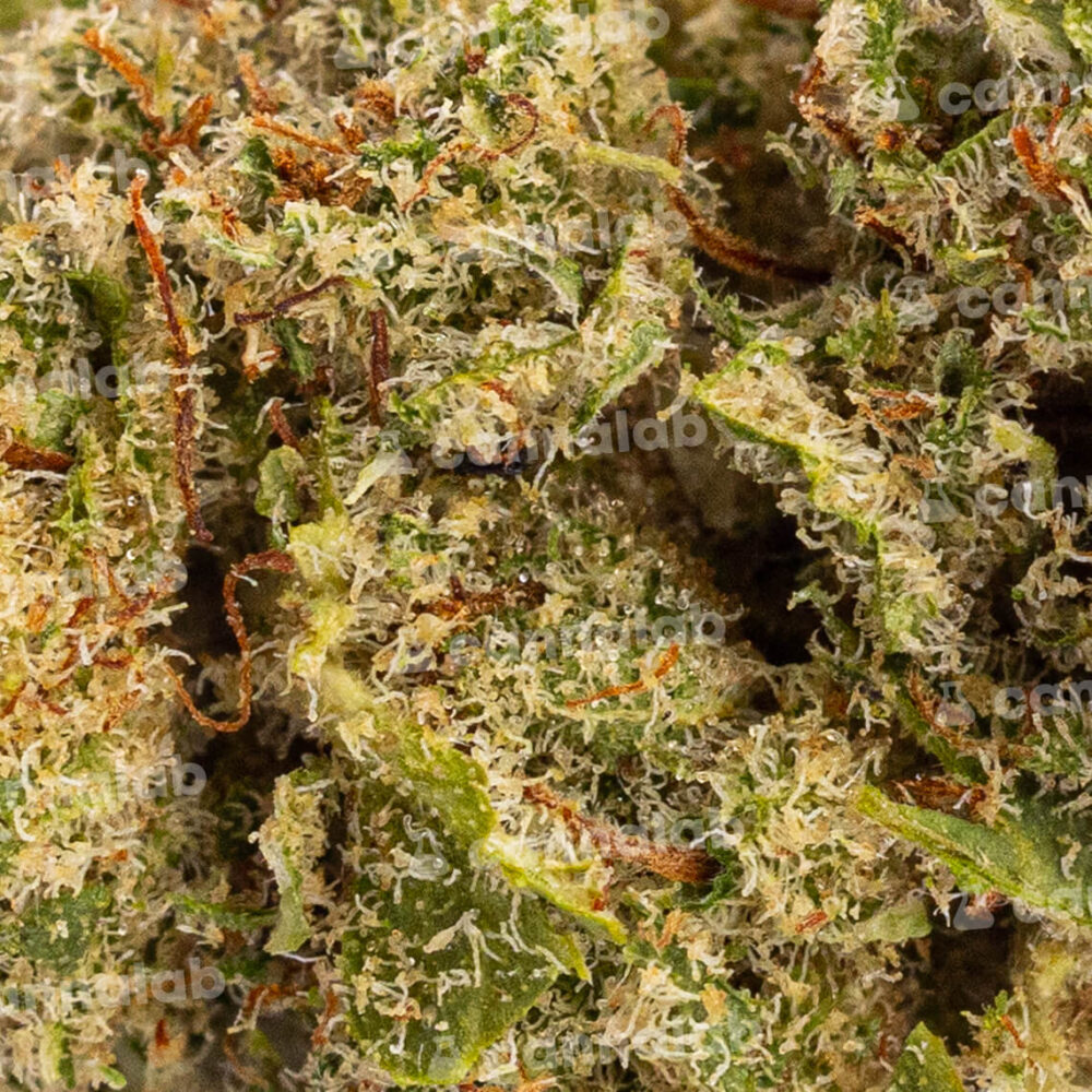 wholesale cbd flowers super silver haze 3