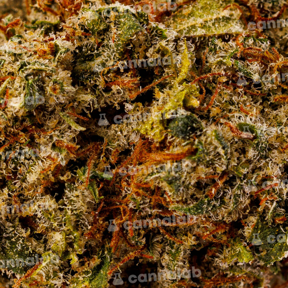 wholesale cbd flowers white fire og 3