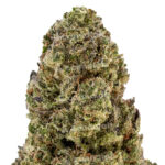 Runtz Premium Indoor CBD Flowers