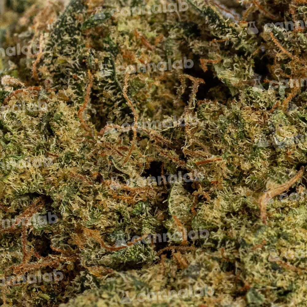 wholesale cbd flowers gelato 33 1