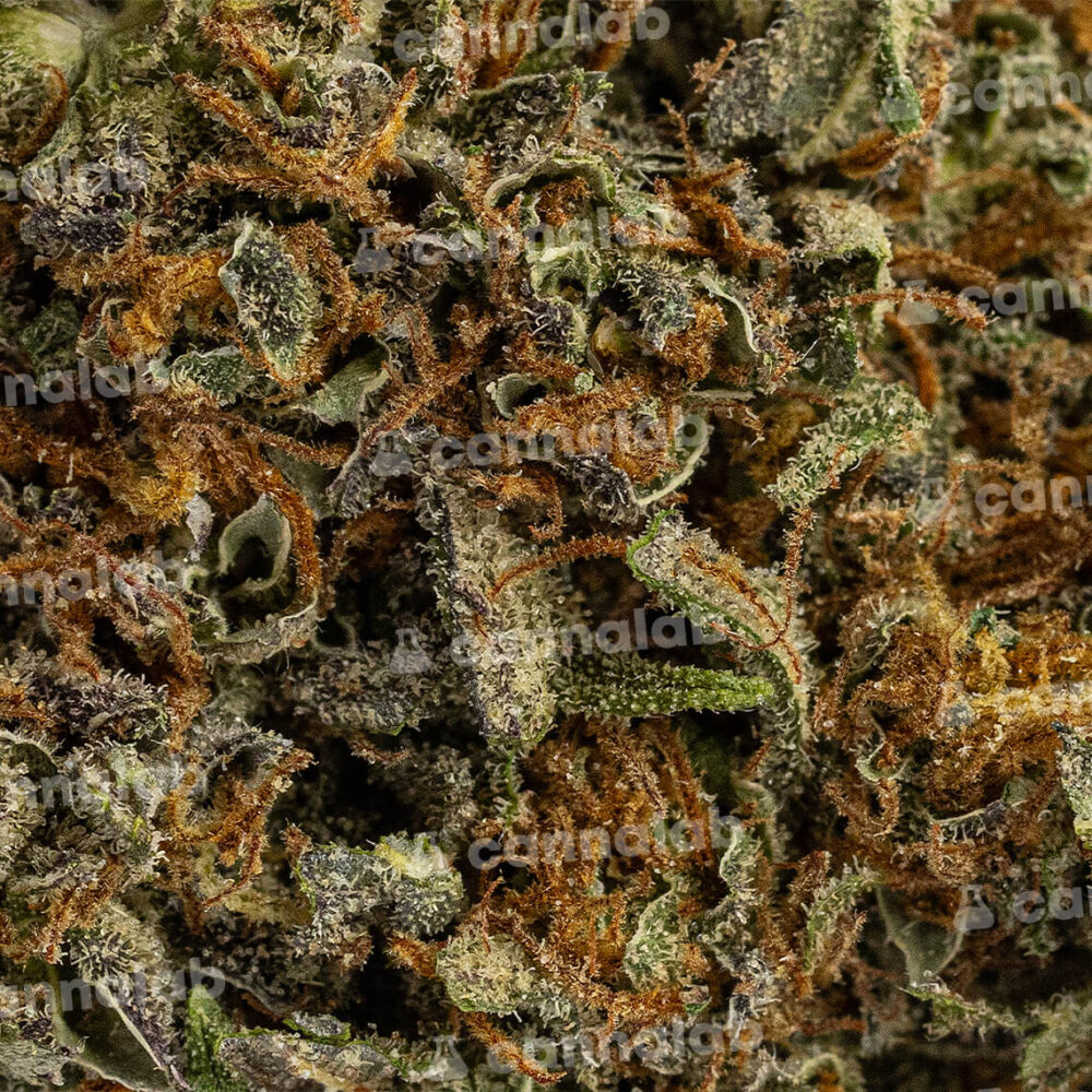 wholesale cbd flowers purple punch 3