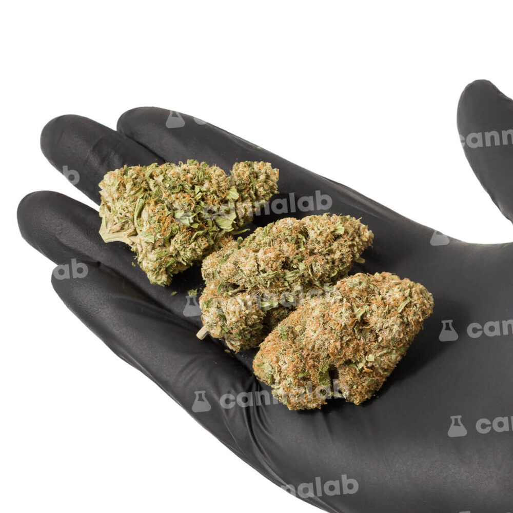 wholesale cannabis flowers lemon punch cbg