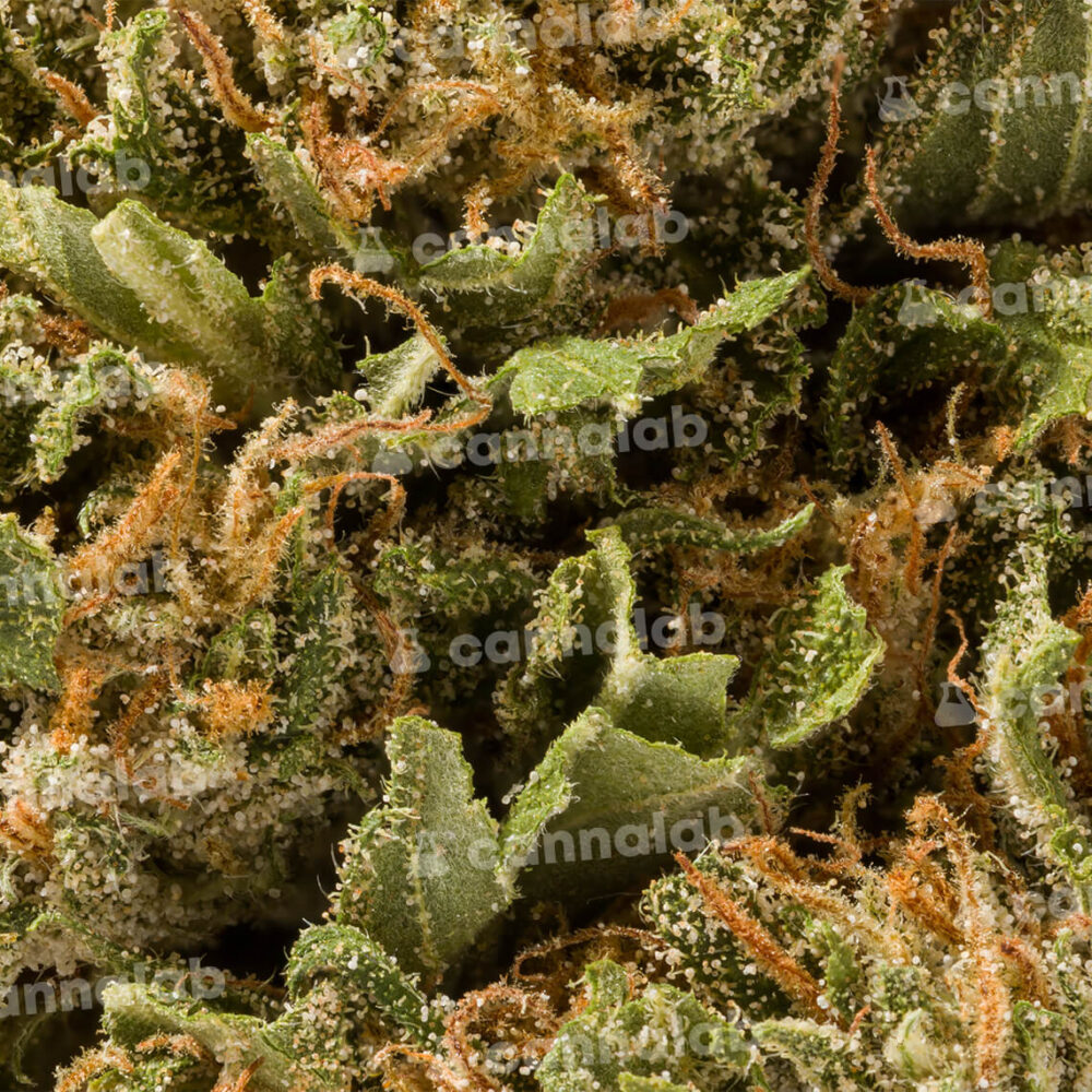 wholesale cannabis flowers lemon punch cbg 2