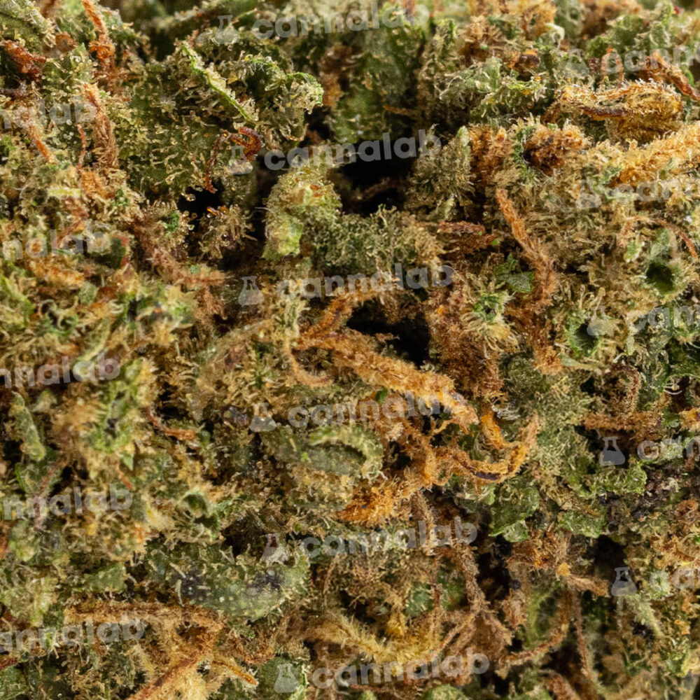 wholesale cannalab cbd flower black cherry gelato 3