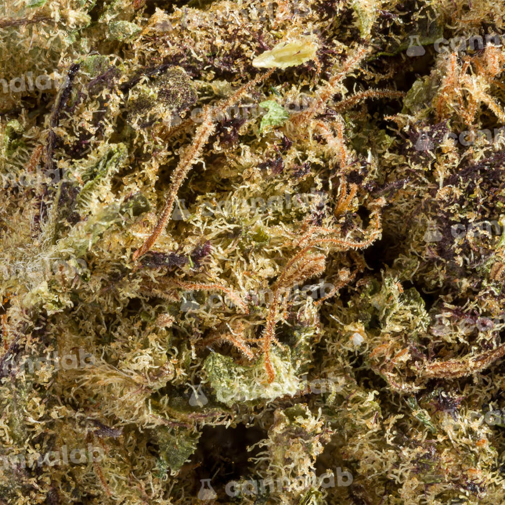 wholesale cannalab cbd flower blue dream 3