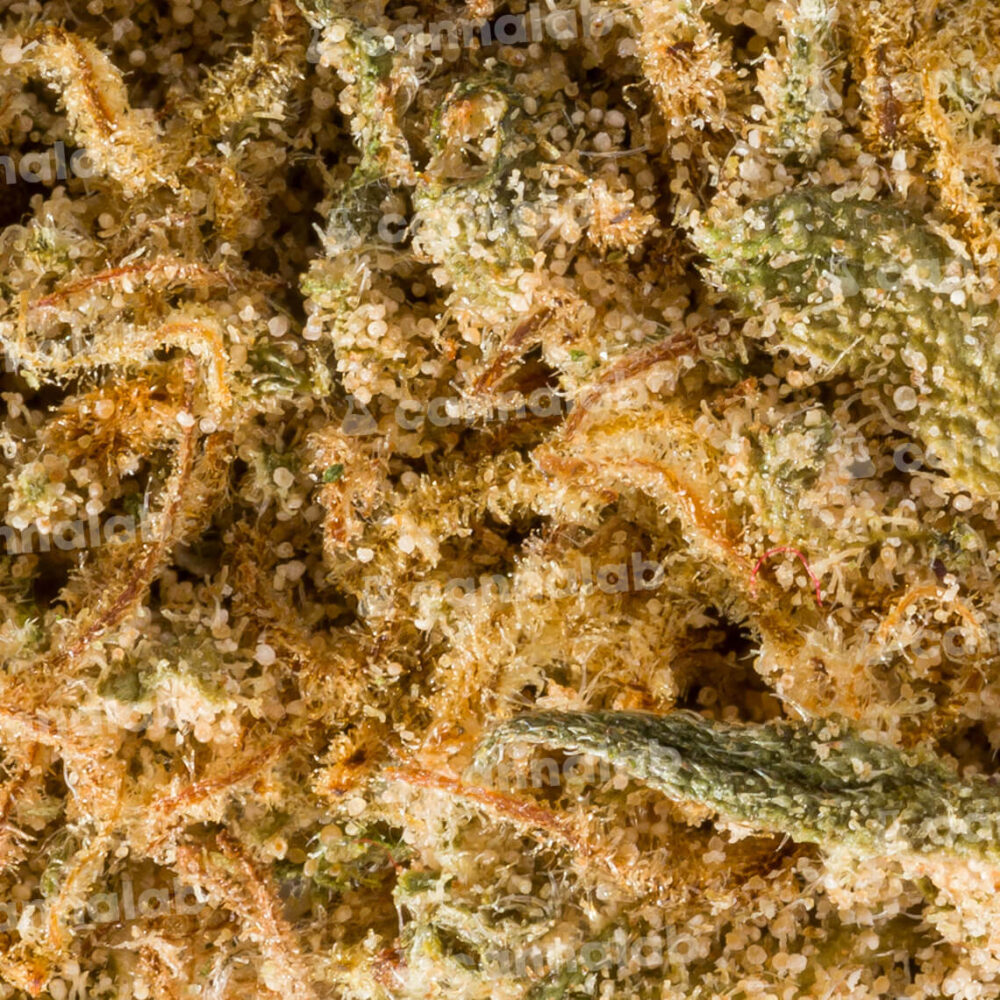 wholesale cbd flowers caviar