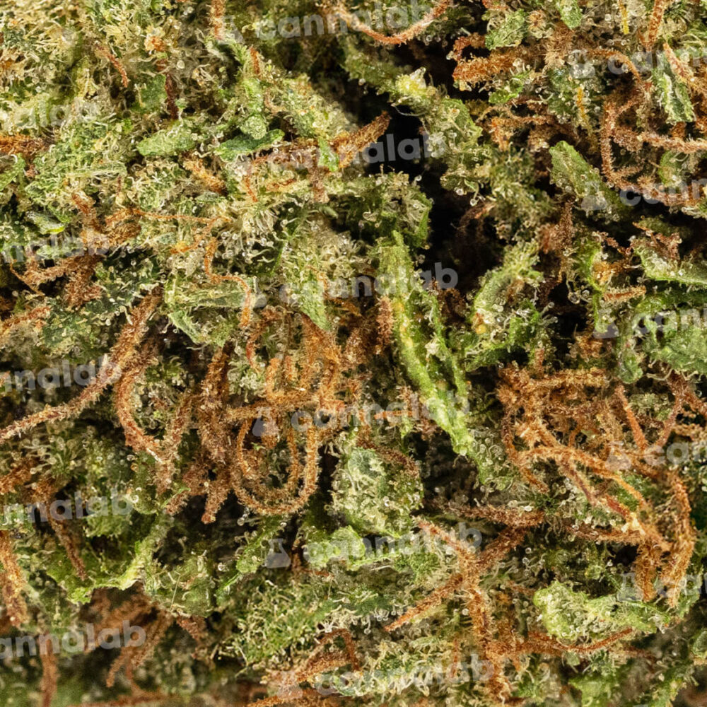 wholesale cbd flowers lemon cherry gelato
