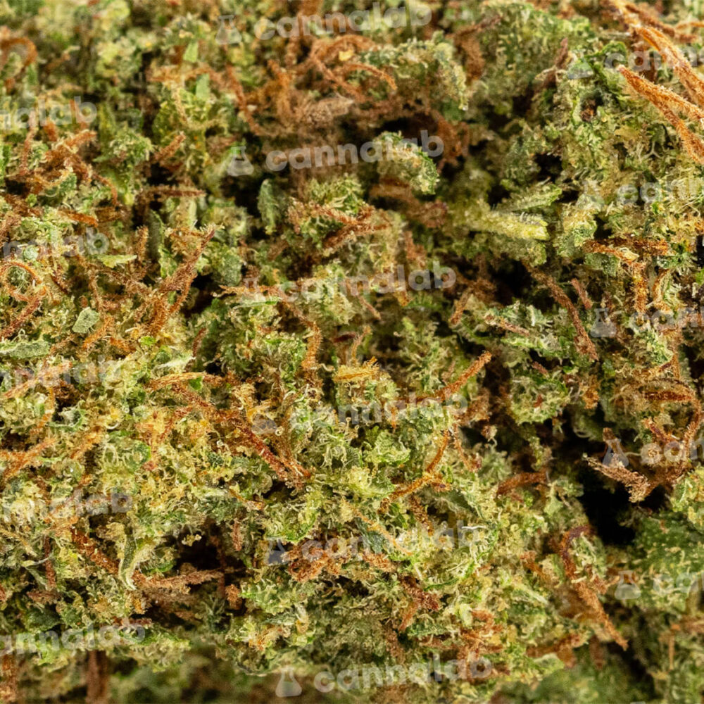 wholesale cbd flowers orange zkittlez