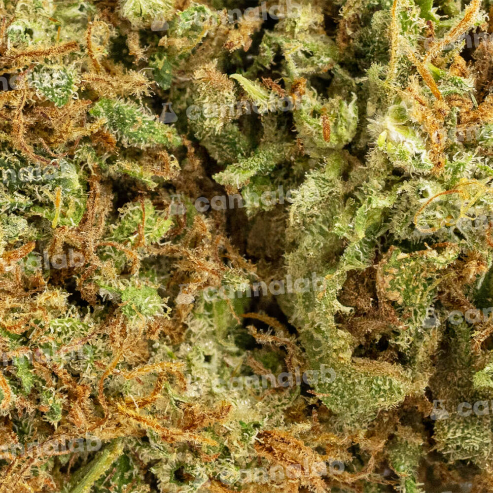 wholesale cbd flowers sour diesel 31