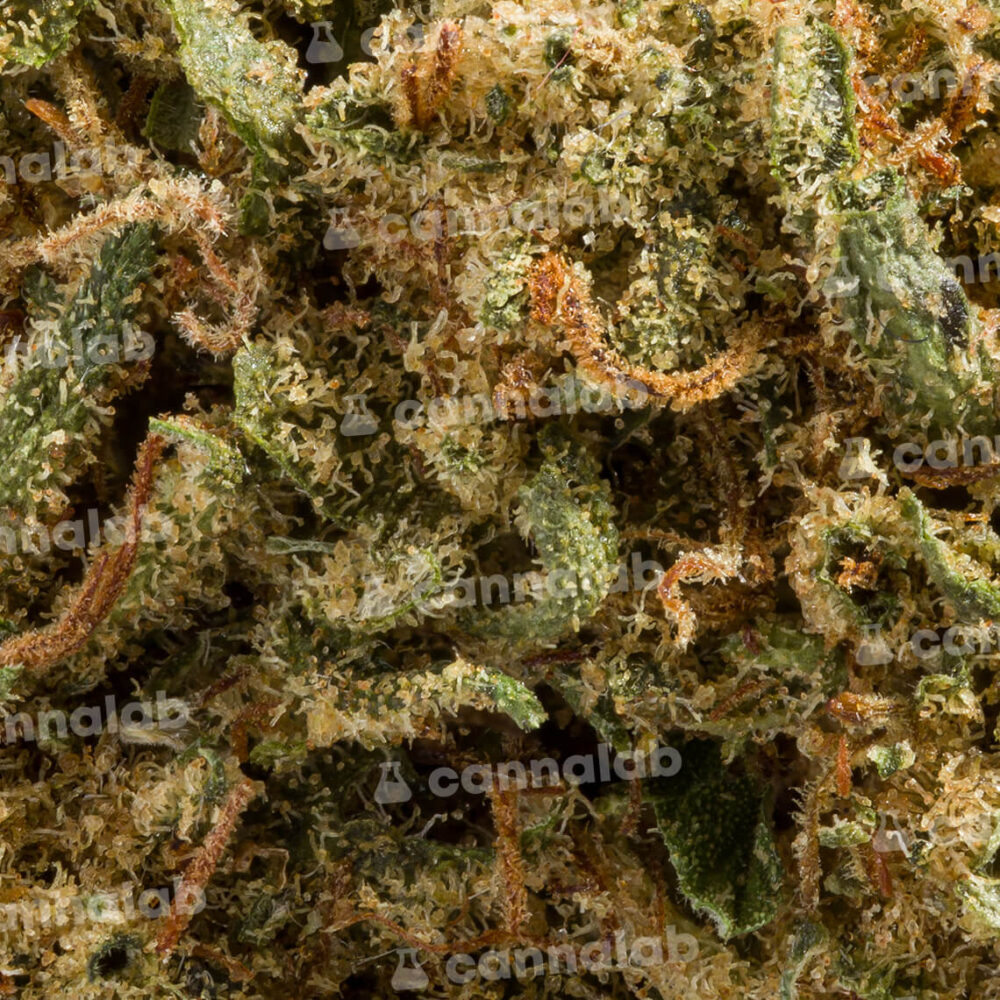 wholesale cbd flowers super silver haze popcorn