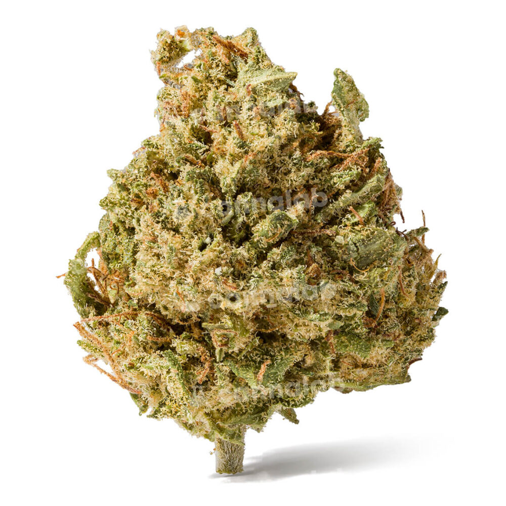 wholesale cbd flowers super silver haze popcorn 2